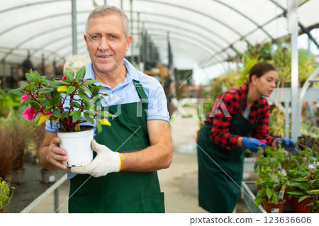 Joyful male worker gardening in glasshouse, checking Guineana plant in pot 123636606