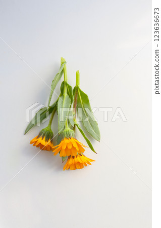 Calendula flower on white background Calendula flower on white background 123636673