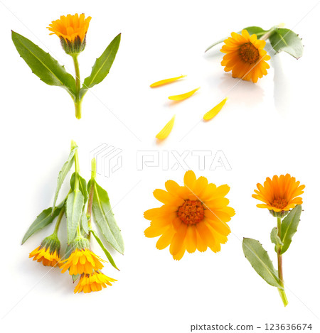 金盞花，白色背景 123636674