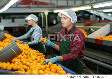 Young female sorter working on mandarins sorting line Young female sorter working on mandarins sorting line 123636988