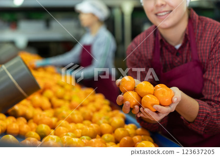 Hands of female fruit sorting factory worker holding tangerines Hands of female fruit sorting factory worker holding tangerines 123637205