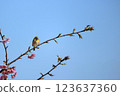 Spring cherry blossoms and a wild jay perching on a tree branch 123637360