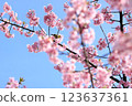 Spring cherry blossoms and a wild jay perching on a tree branch 123637361