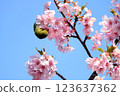 Spring cherry blossoms and a wild jay perching on a tree branch 123637362