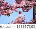 Spring cherry blossoms and a wild jay perching on a tree branch 123637363