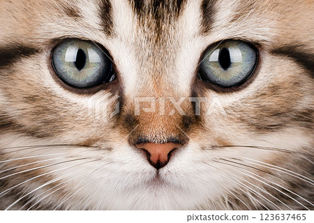 Close-up portrait of a blue-eyed cat Close-up portrait of a blue-eyed cat 123637465