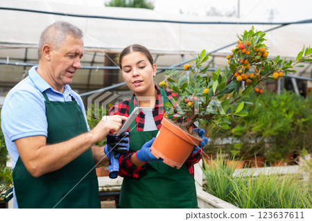 Curious male and female workers in uniform photographing Arbustus Unedo plant on phone in glasshouse 123637611