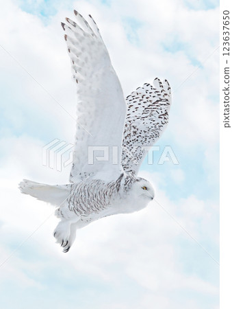 Snowy Owl female flying on a mixed clouds and blue sky background in Quebec, Canada Snowy Owl female flying on a mixed clouds and blue sky background in Quebec, Canada 123637650