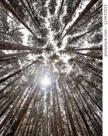 Pine forest trees against the sun and sky, wide angle view in Lanaudiere, Canada 123637653