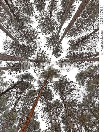 Pine forest trees and sky, wide angle view in Lanaudiere, Canada 123637654