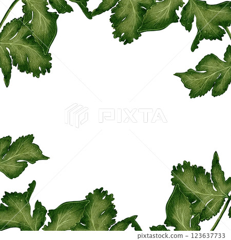 Parsley and cilantro frame 123637733
