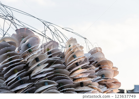 [Hiroshima Miyajimaguchi: Seedling collection essential for oyster farming] 123637749
