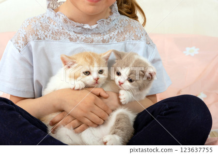 cute girl is playing with British kittens on her bed. The concept of friendship between children and animals cute girl is playing with British kittens on her bed. The concept of friendship between children and animals 123637755