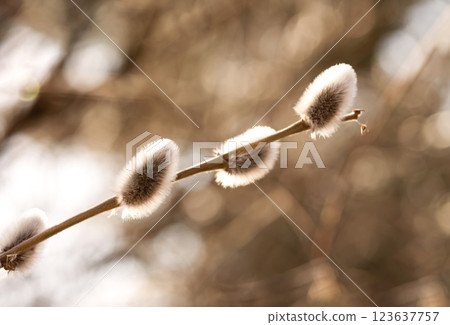 Beautiful willow branches with fluffy flowers outdoors in spring 123637757