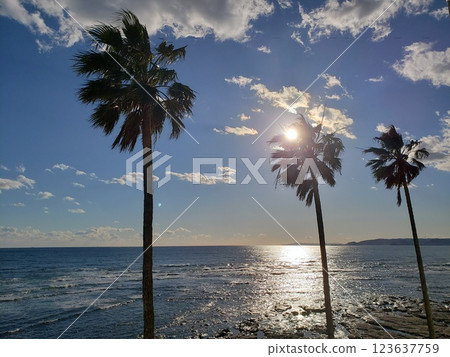 Winter sea and palm trees 123637759