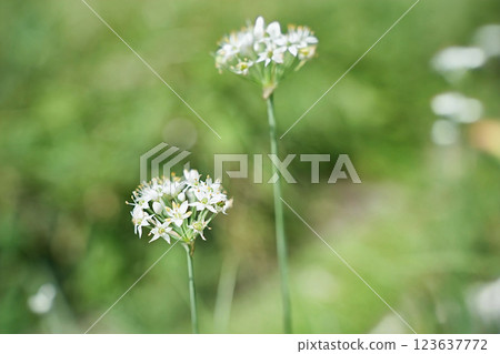 The beauty of chive flowers 123637772