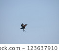 Osprey and needlefish 123637910