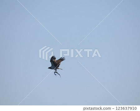 Osprey and needlefish 123637910