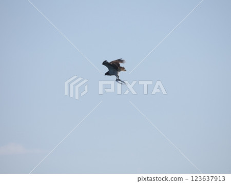 Osprey and needlefish 123637913