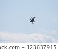 Osprey and needlefish 123637915