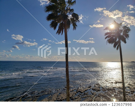 海和棕櫚樹 海和棕櫚樹 123637998