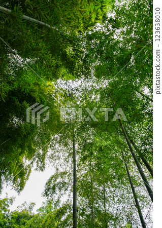 I look up at the bamboo grove 123638010