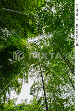 I look up at the bamboo grove 123638011
