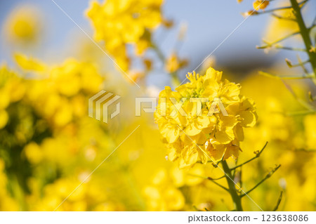 強姦開花 強姦開花 123638086