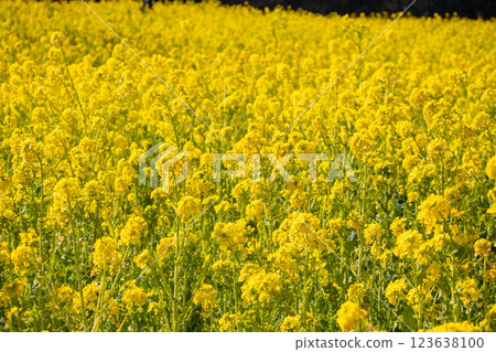 Rape blossoms Rape blossom field 123638100