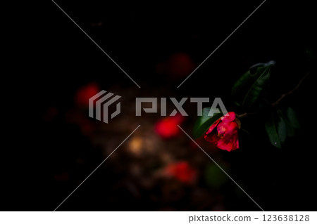 <Goto scenery> Camellias starting to fall on Mt. Onidake 123638128