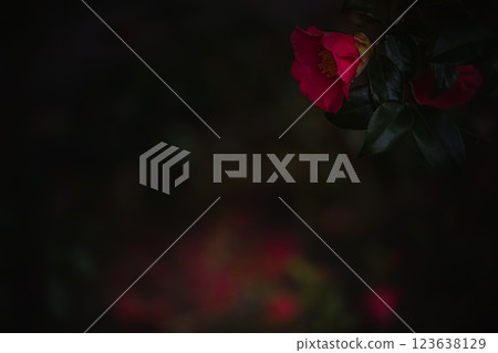 <Goto scenery> Camellias starting to fall on Mt. Onidake <Goto scenery> Camellias starting to fall on Mt. Onidake 123638129