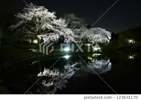 Cherry blossoms and Venus reflected on the water surface Cherry blossoms and Venus reflected on the water surface 123638170