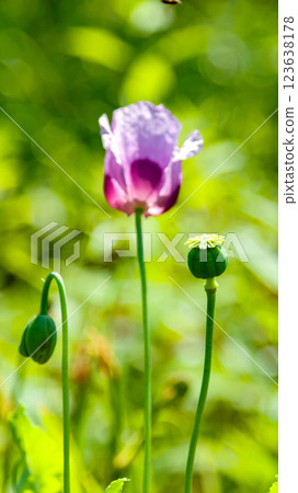 Poppy Flower and Seed Pod on a Summer Day with Greenery in the Background 123638178