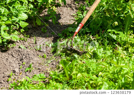Farmer Weeding with Hoe on Rural Farm 123638179