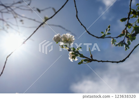 Cherry blossoms at Arcade illuminated by the sun 123638320
