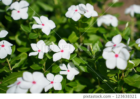 Graceful Madagascar Periwinkle 123638321