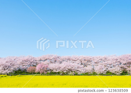 Gyodo Shrine 123638509