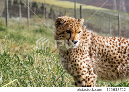 cheetah in rehabilitation centre cheetah in rehabilitation centre 123638722