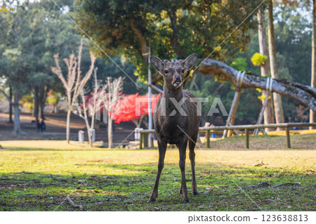 [Autumn] Deer in Nara Park [Autumn leaves] 123638813
