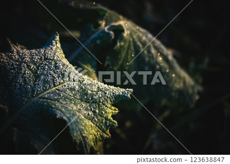 <Winter scenery in Goto> Frost-covered mustard greens field 123638847