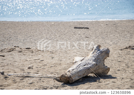 漂流木和海 123638896