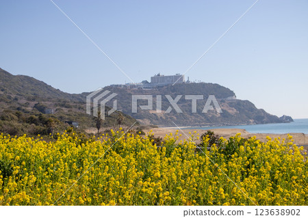 Cape Irago rape blossoms 123638902