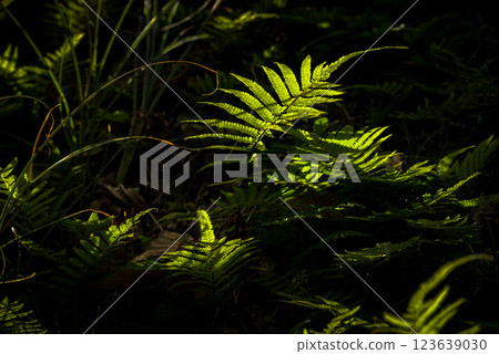 <Scenery in the forest> Nature of Abumise Lava Coast <Scenery in the forest> Nature of Abumise Lava Coast 123639030