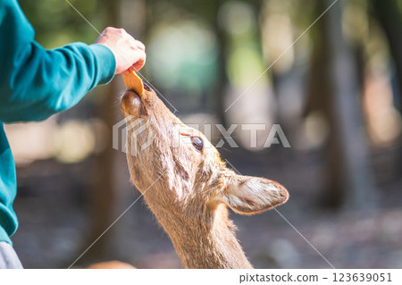奈良公園的鹿吃鹿米果 奈良公園的鹿吃鹿米果 123639051