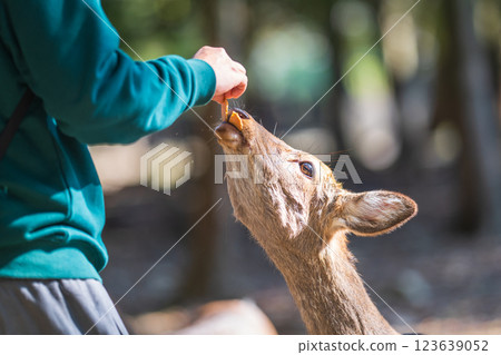 奈良公園的鹿吃鹿米果 奈良公園的鹿吃鹿米果 123639052