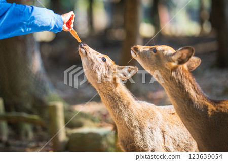 Deer in Nara Park eating deer rice crackers 123639054