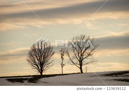 在初春的黃昏站在小山上的樹林 在初春的黃昏站在小山上的樹林 123639112