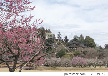 Kairakuen Garden, plum grove and Kobuntei Kairakuen Garden, plum grove and Kobuntei 123639142