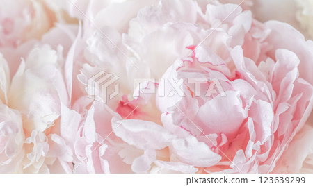 White pink peony petals. Soft focus. Abstract floral background for holiday design. High quality photo White pink peony petals. Soft focus. Abstract floral background for holiday design. High quality photo 123639299