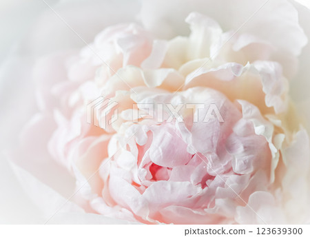 White pink peony petals. Soft focus. Abstract floral background for holiday design. High quality photo White pink peony petals. Soft focus. Abstract floral background for holiday design. High quality photo 123639300